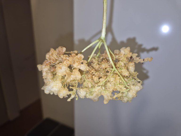 12-beignets fleurs sureau.jpg
