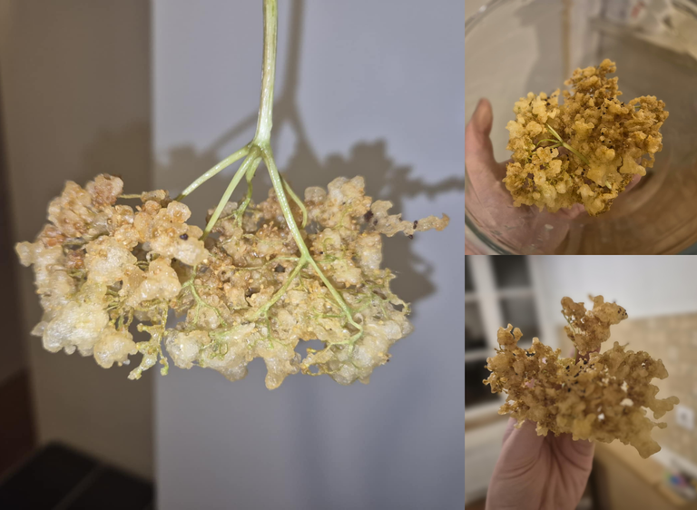 beignets de fleurs de sureau.png