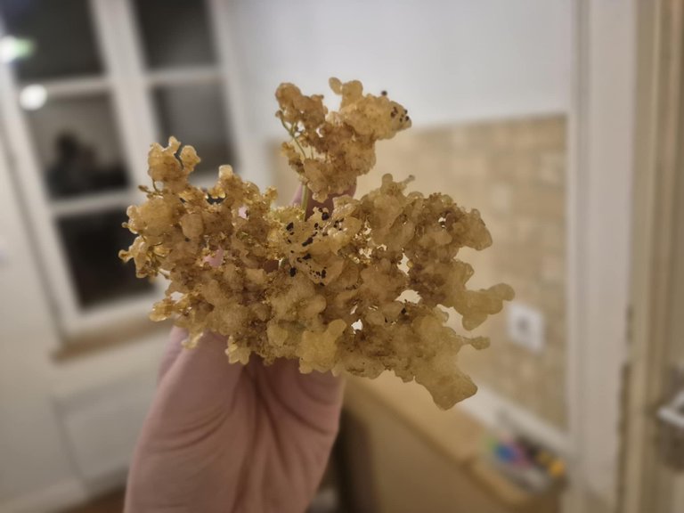 11-beignets fleurs sureau.jpg