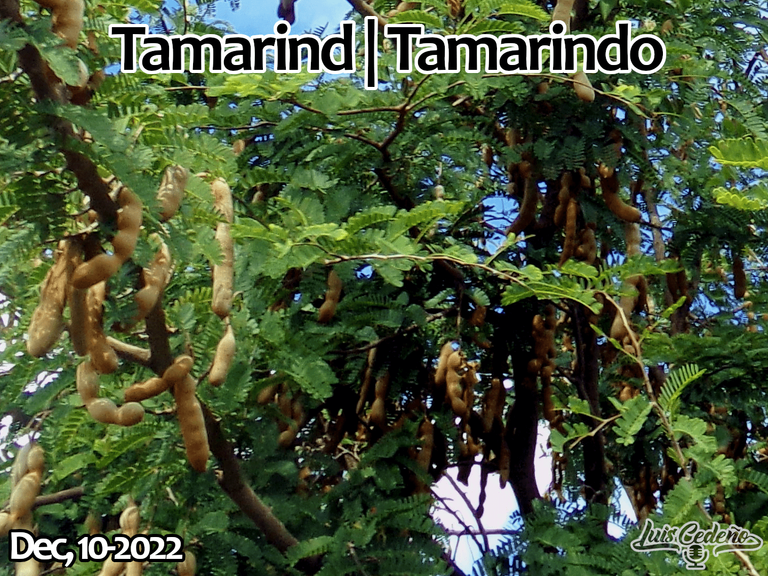 Tamarindo 002-min-min.png