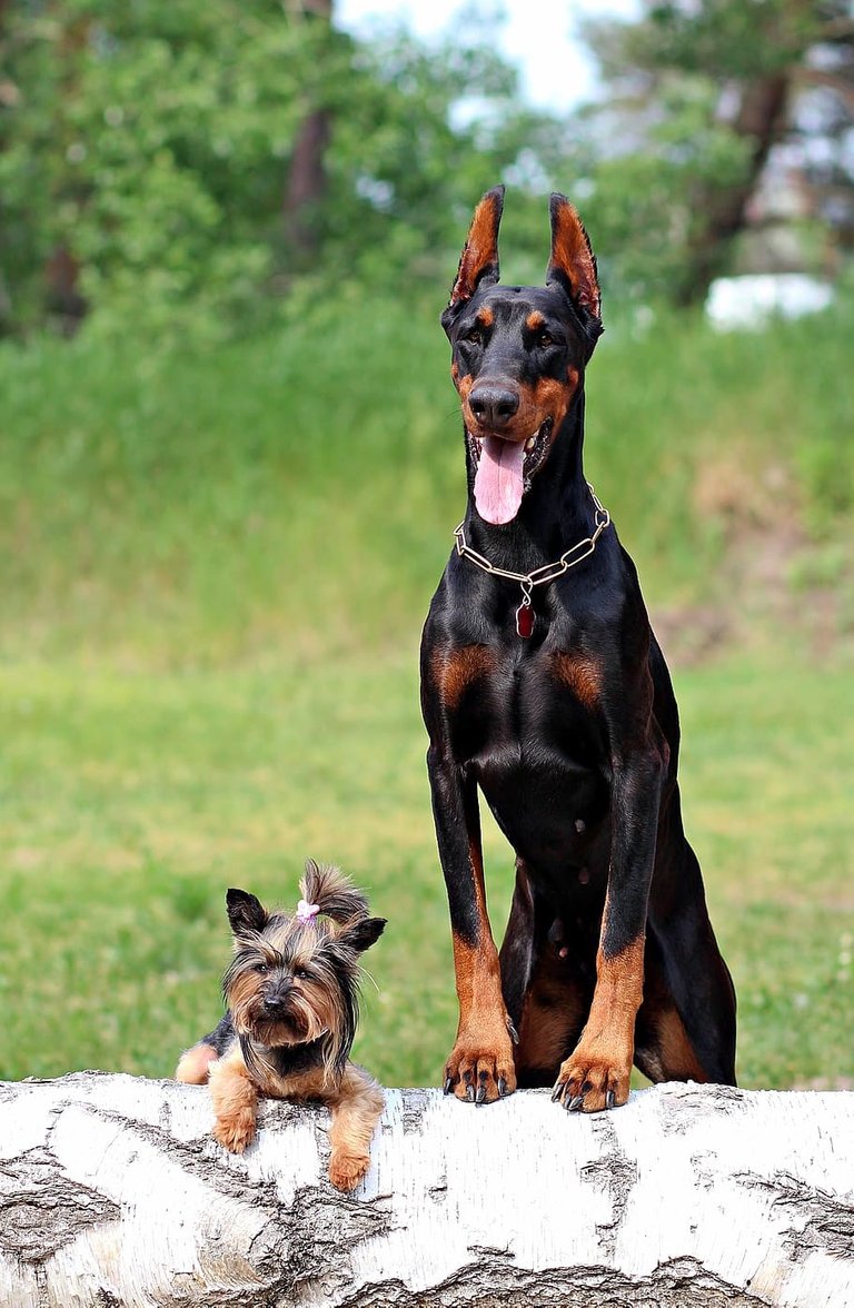 doberman-yorkshire-terrier-dogs-friendship.jpg