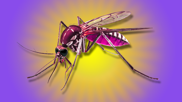 Mosquito.png