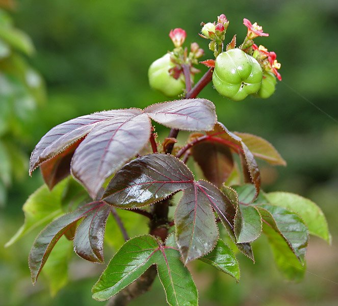 Bellyache_Bush_(Jatropha_gossipifolia)_in_Hyderabad,_AP_W_IMG_9473.jpg