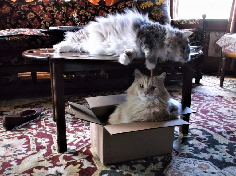Custer and Pouf with box.jpg