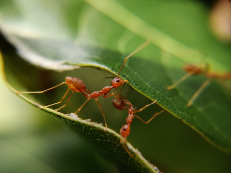 ant pic.jpg