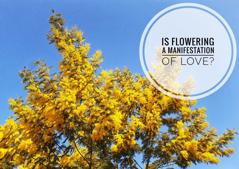 Is flowering a manifestation of love?