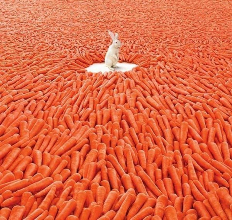 Carrots abundance
