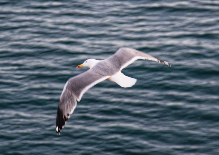 Seagull