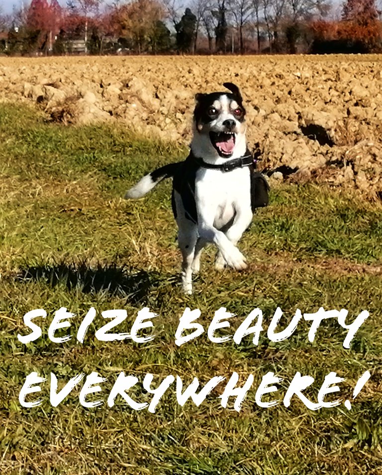 Seize beauty everywhere!