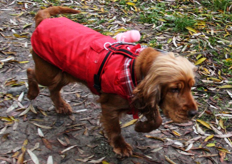 Marilu walking along the Entella river