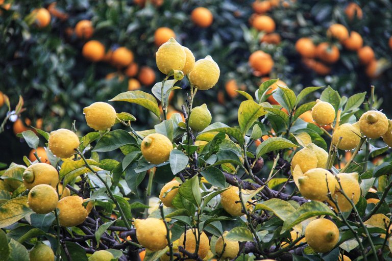 Lemons and tangerines
