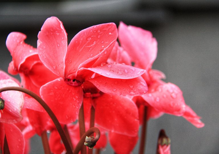 Wet cyclamen... 