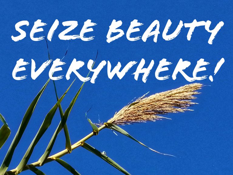 Seize beauty everywhere!