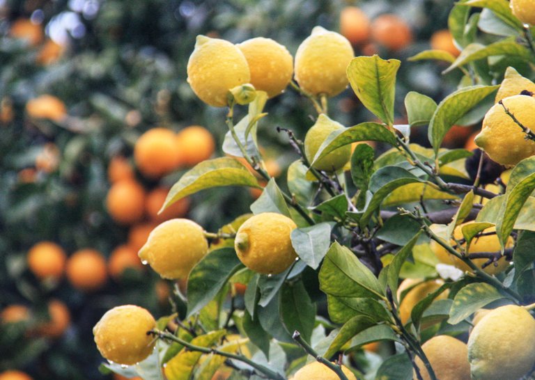 Limoni e clementine