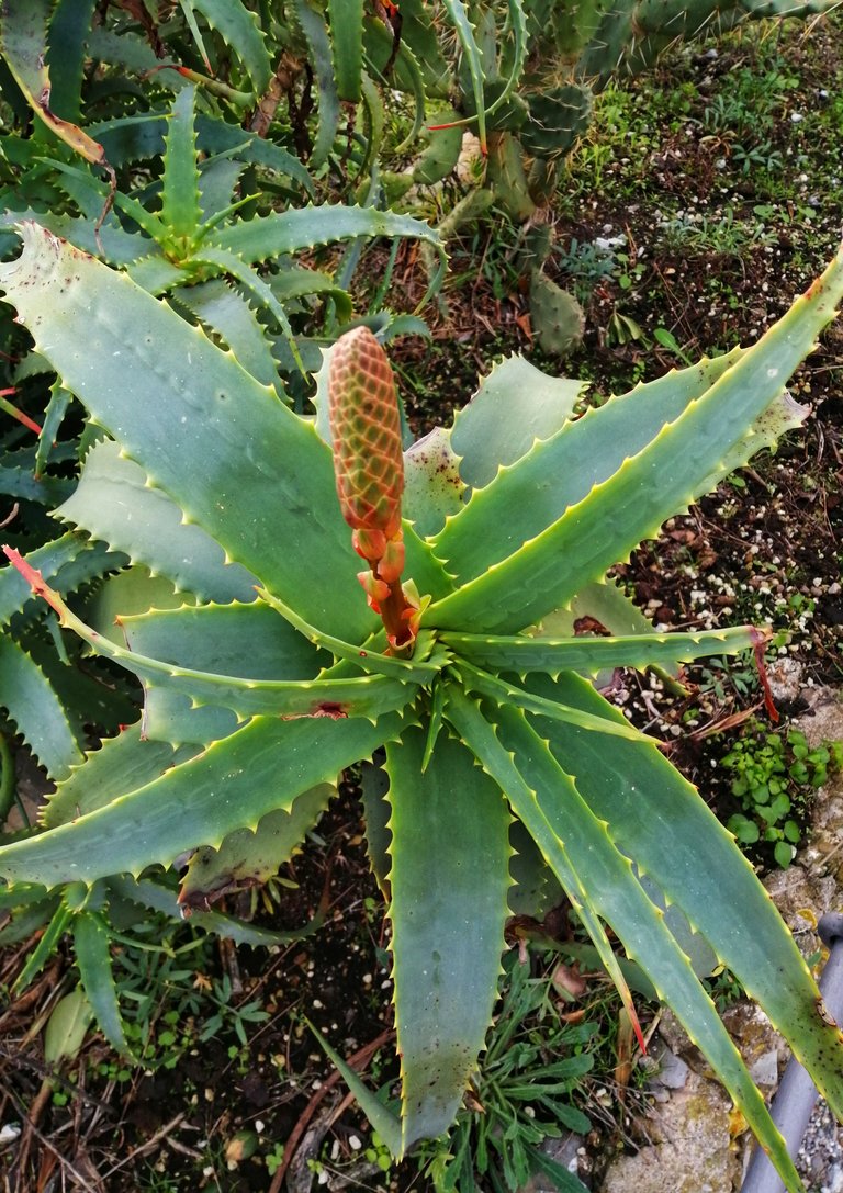 Aloe