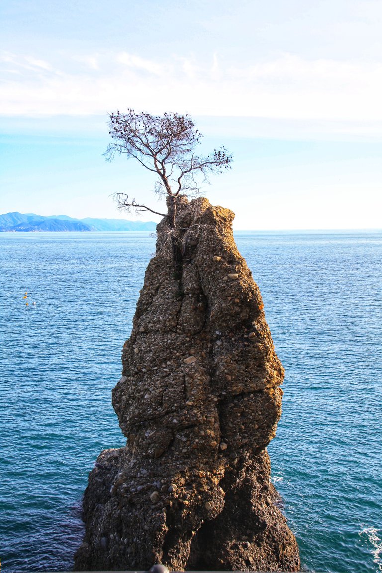 Tree on cliff...