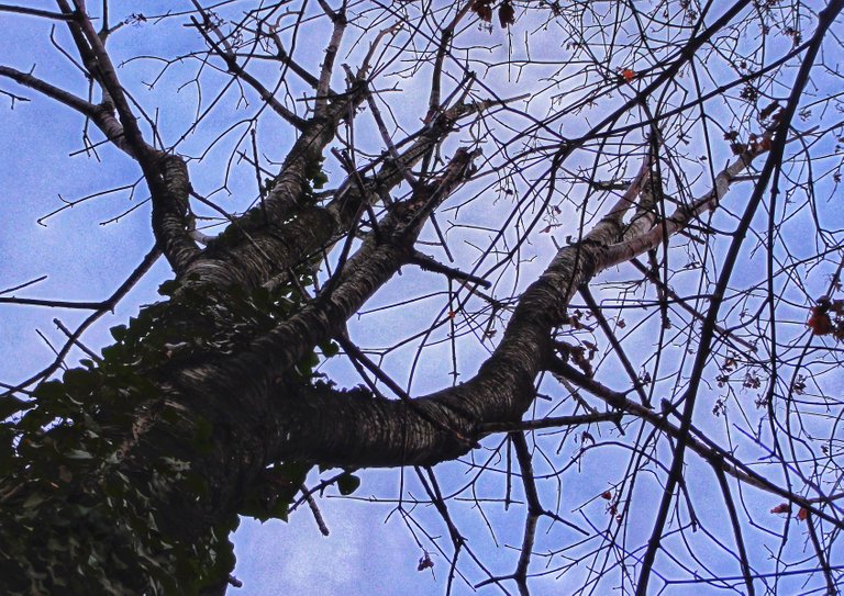 Branches to the sky...