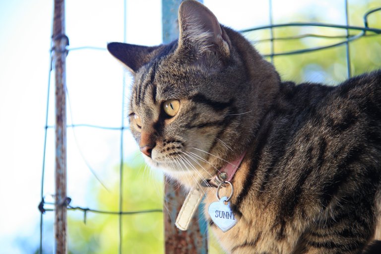 She's thinking "maybe I'd better take refuge in the tree?"