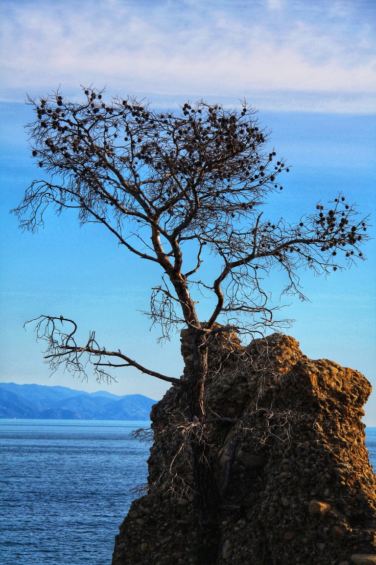 Tree on a cliff...