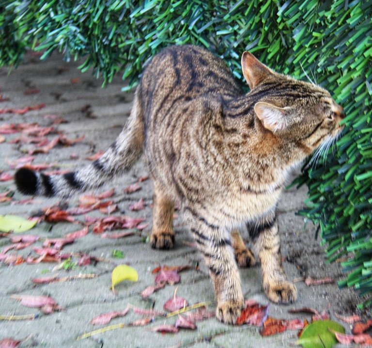 Cat sniffing, showing disinterest...