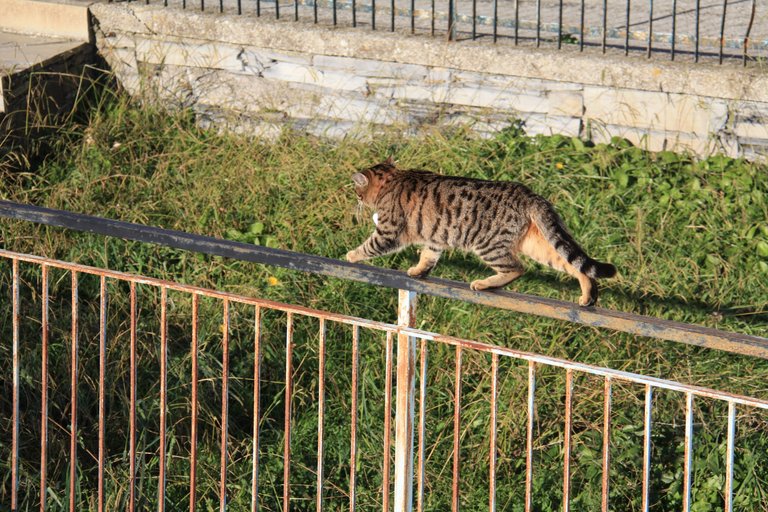 Sunny tightrope walker... 