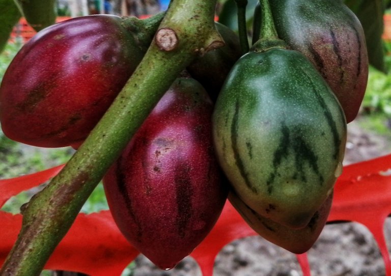 Tomato tree... 