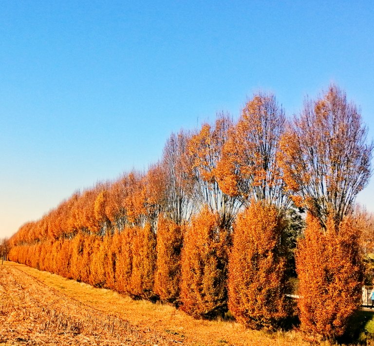 Trees-soldiers well lined up