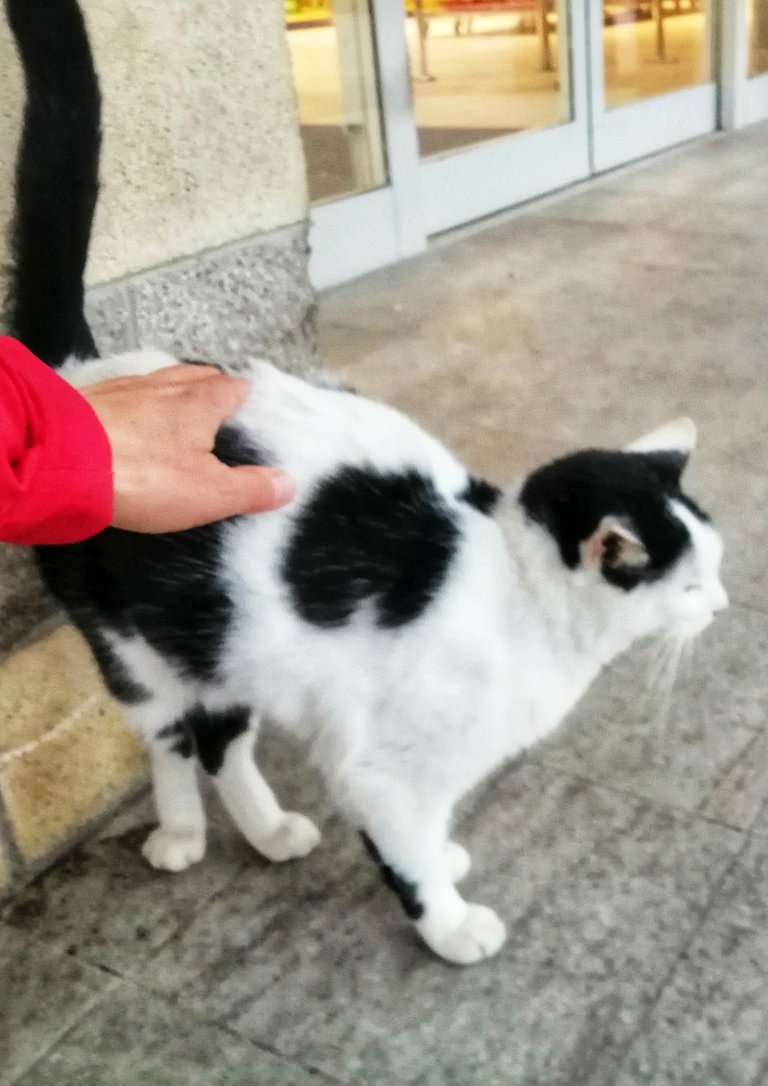 Black and white cat looking for cuddles... and food?