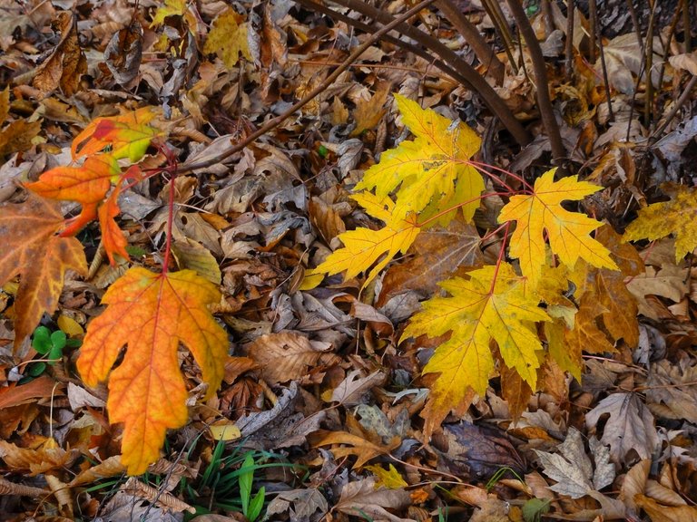 Brightly colored dead leaves?