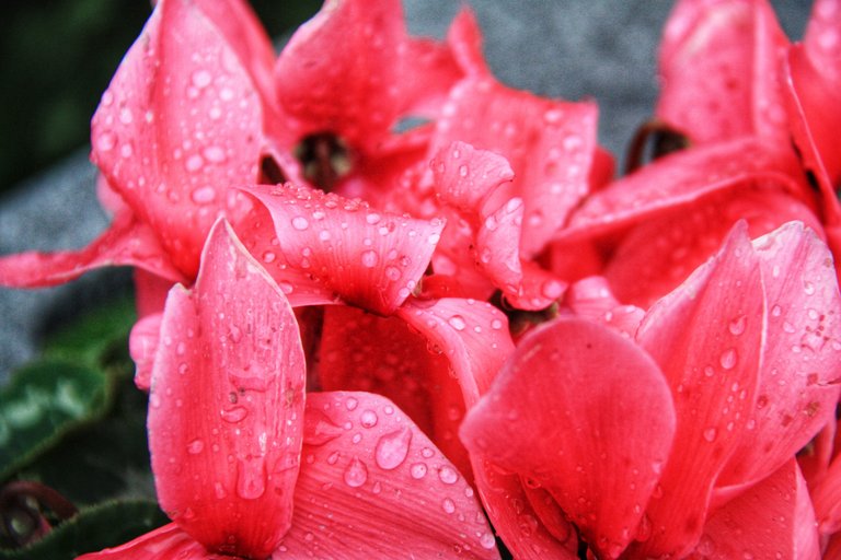 Cyclamen and drops of water... 