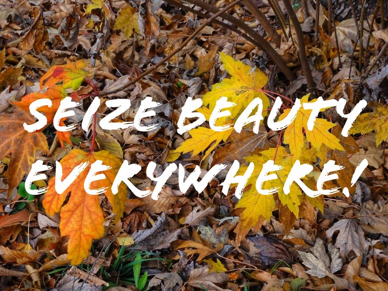 Seize Beauty Everywhere!