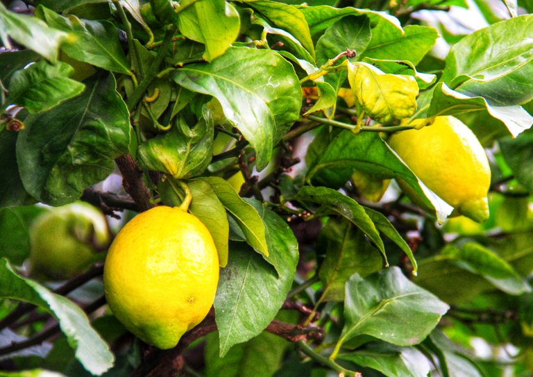 Lemons along the river...