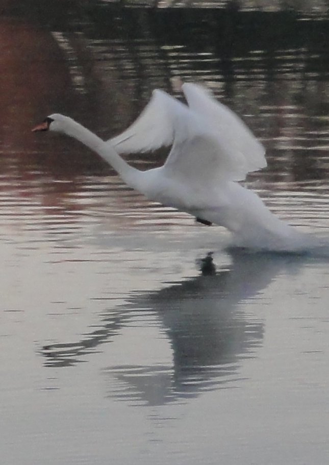 Swan taking off... 