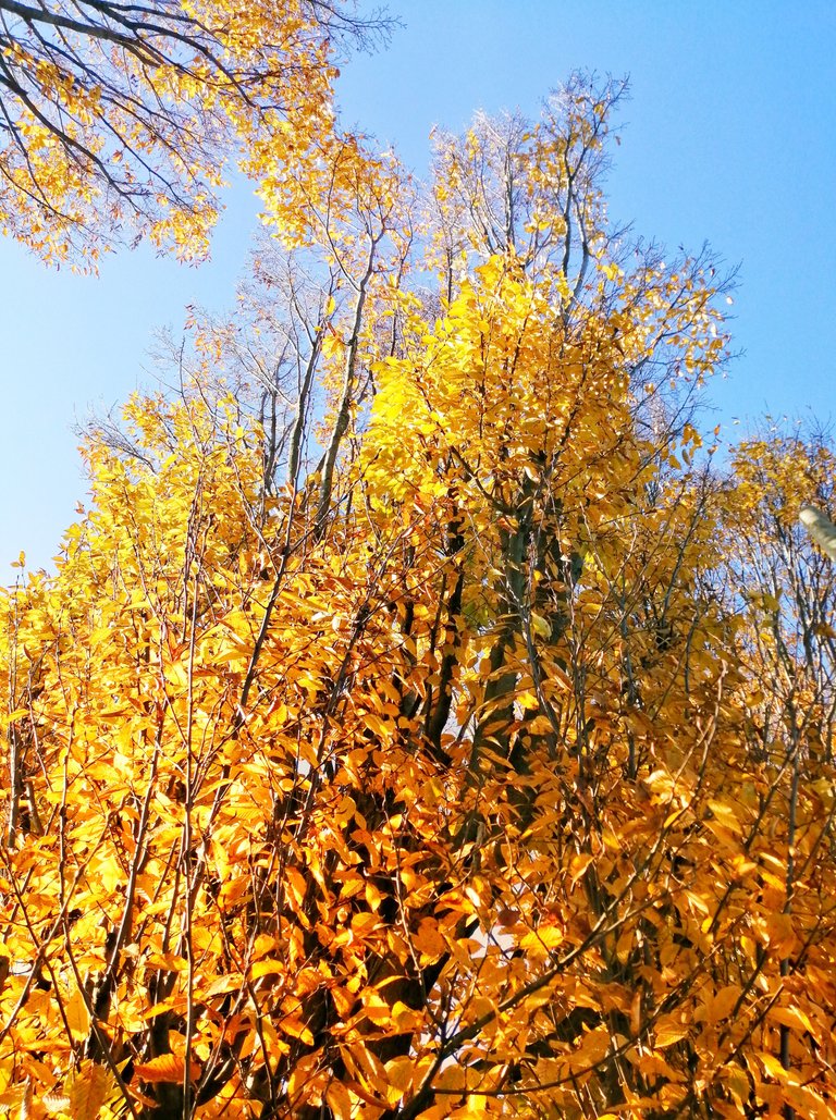 Autumn yellow