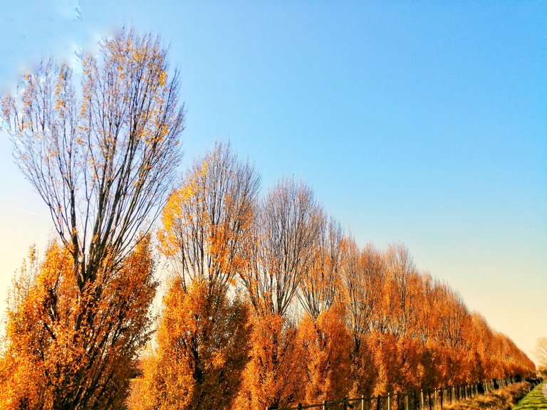 Trees soldier in single line