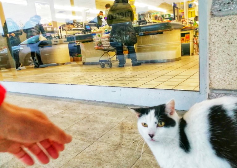 Cat outside the supermarket... 