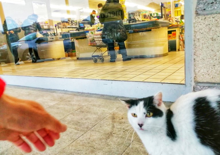 Gatto fuori dal supermarket... 