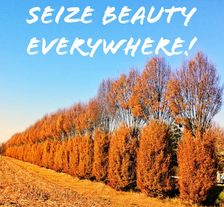Seize Beauty Everywhere!