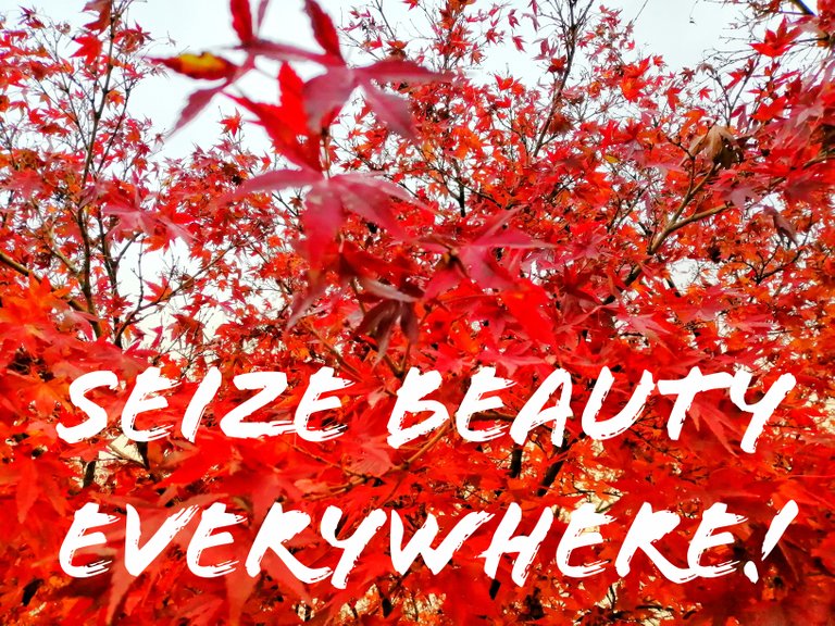 Seize beauty everywhere!