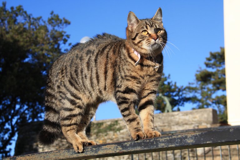 Sunny shaggy tightrope walker...