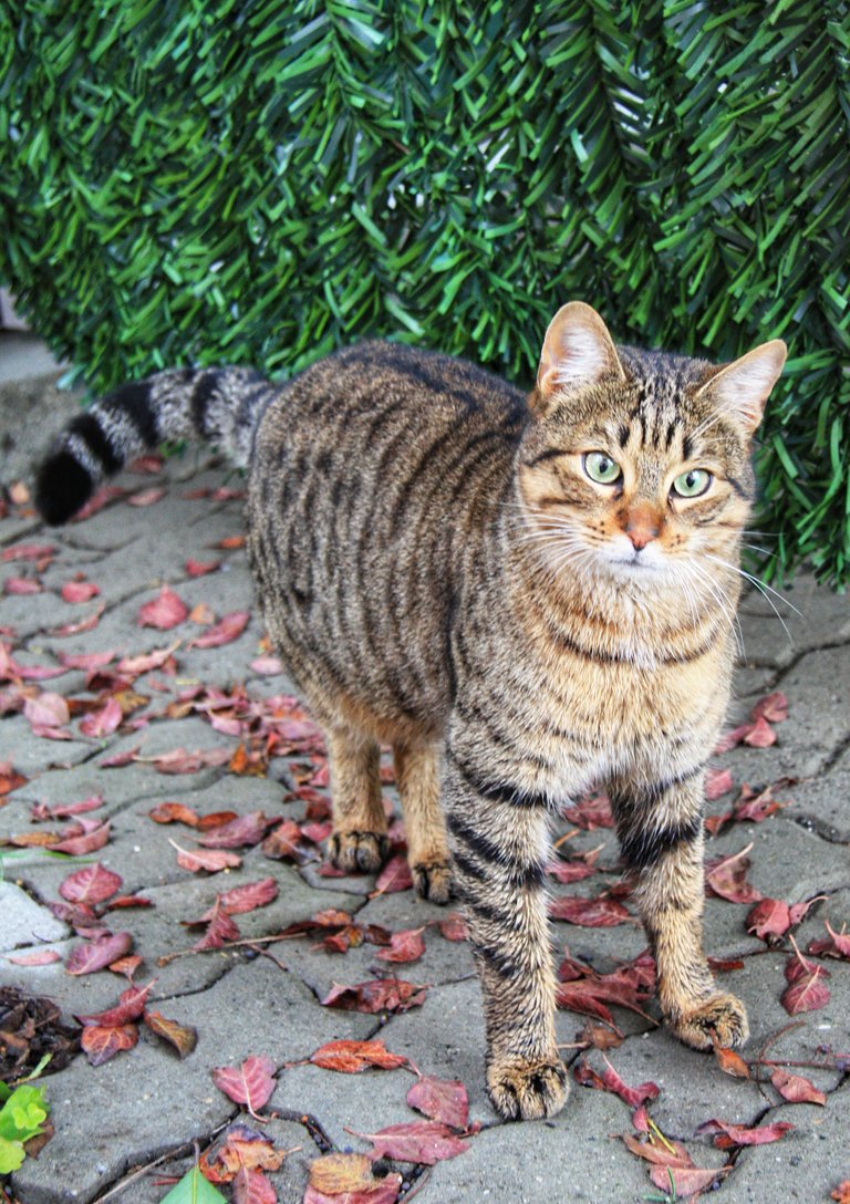 strutting cat... 