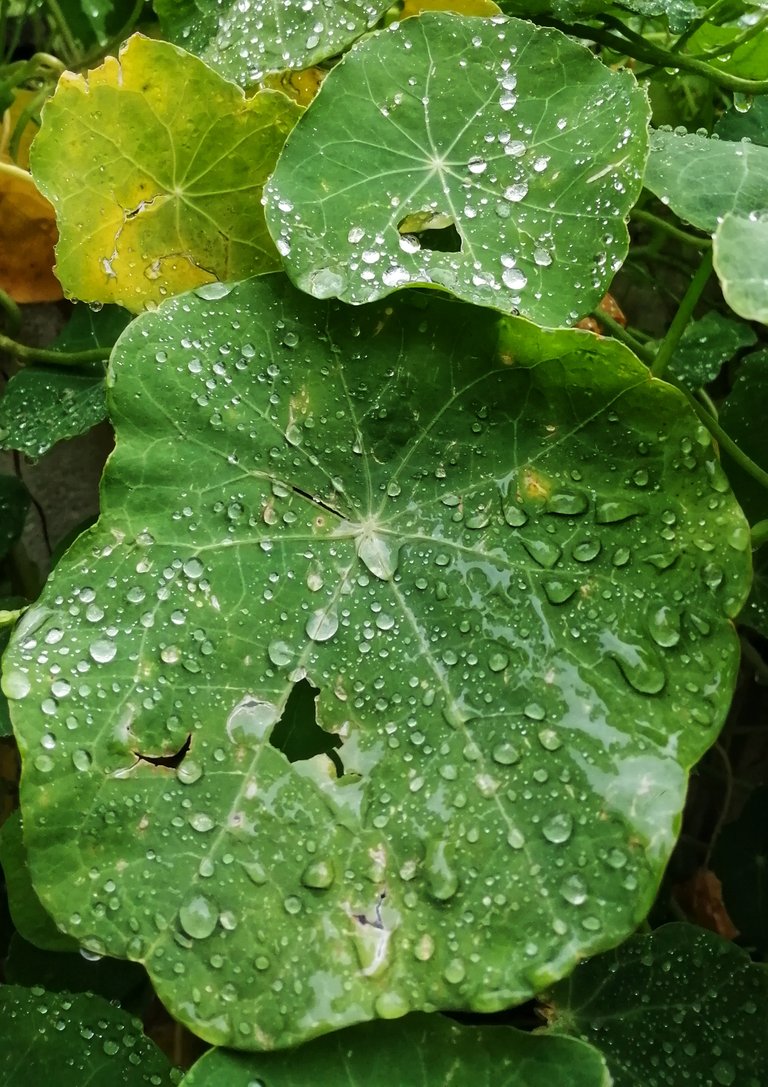Nasturtiums in the rain