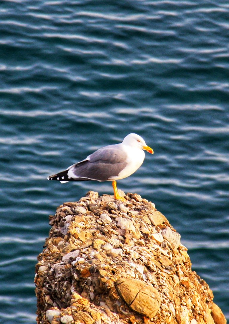 Seagull in the sun...