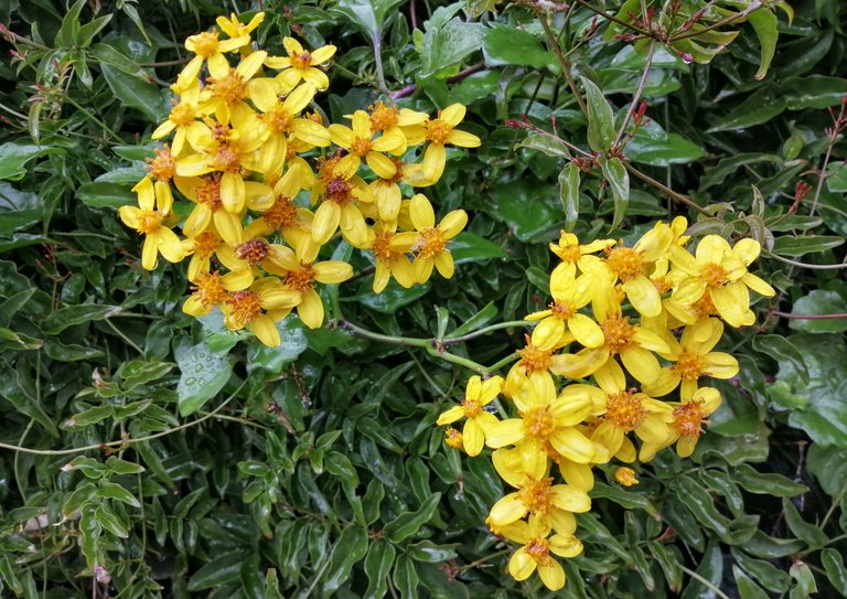 Yellow flowers 2
