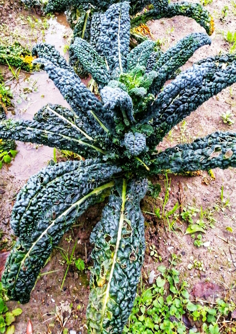 Cavolo nero... 