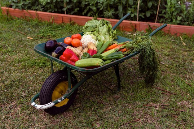 mix-vegetables-wheelbarrow_23-2148396787.jpg