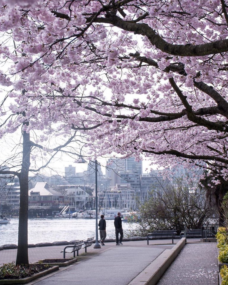 Cherry blossom season in seawall ...#vancouver #vancouverisawesome #livelovecanada #dailyhivevan #downtownvancouver #creatorsofvancity #veryvancouver #springinvancouver #outdoorvancouver #explorecanada #vancityfeature #van (4).jpg