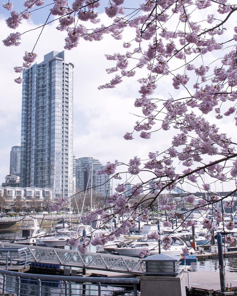 Cherry blossom season in seawall ...#vancouver #vancouverisawesome #livelovecanada #dailyhivevan #downtownvancouver #creatorsofvancity #veryvancouver #springinvancouver #outdoorvancouver #explorecanada #vancityfeature #van (5).jpg