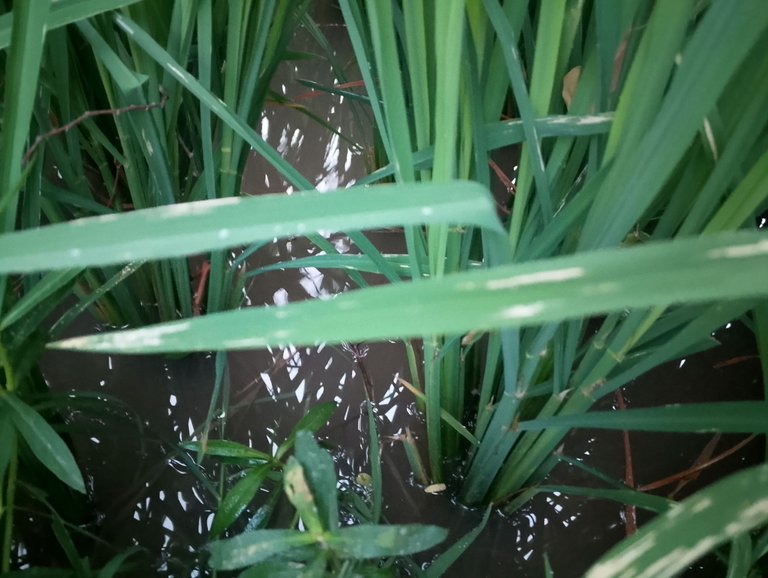 Peddy Crop Leafhopper Attack 