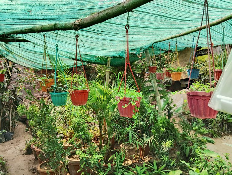 Planning to Decorate Home Garden 🏡🏠